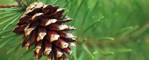 Far as the curse is found